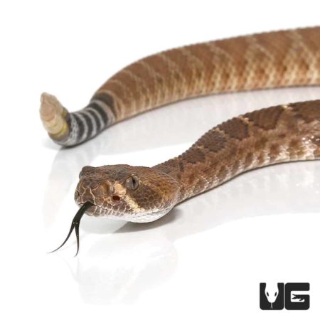 Young Red Rattlesnake with forked tongue extended.