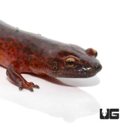 Red Ruber Salamanders For Sale - Underground Reptiles