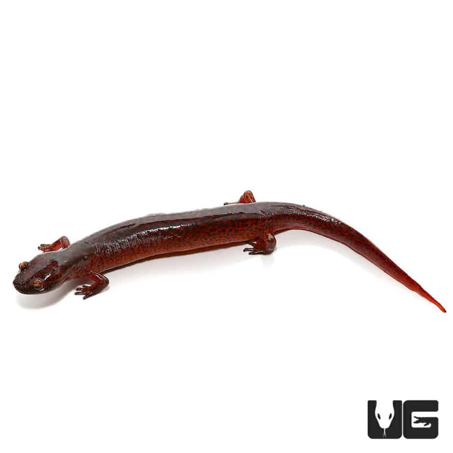 Salamanders For Sale Underground Reptiles