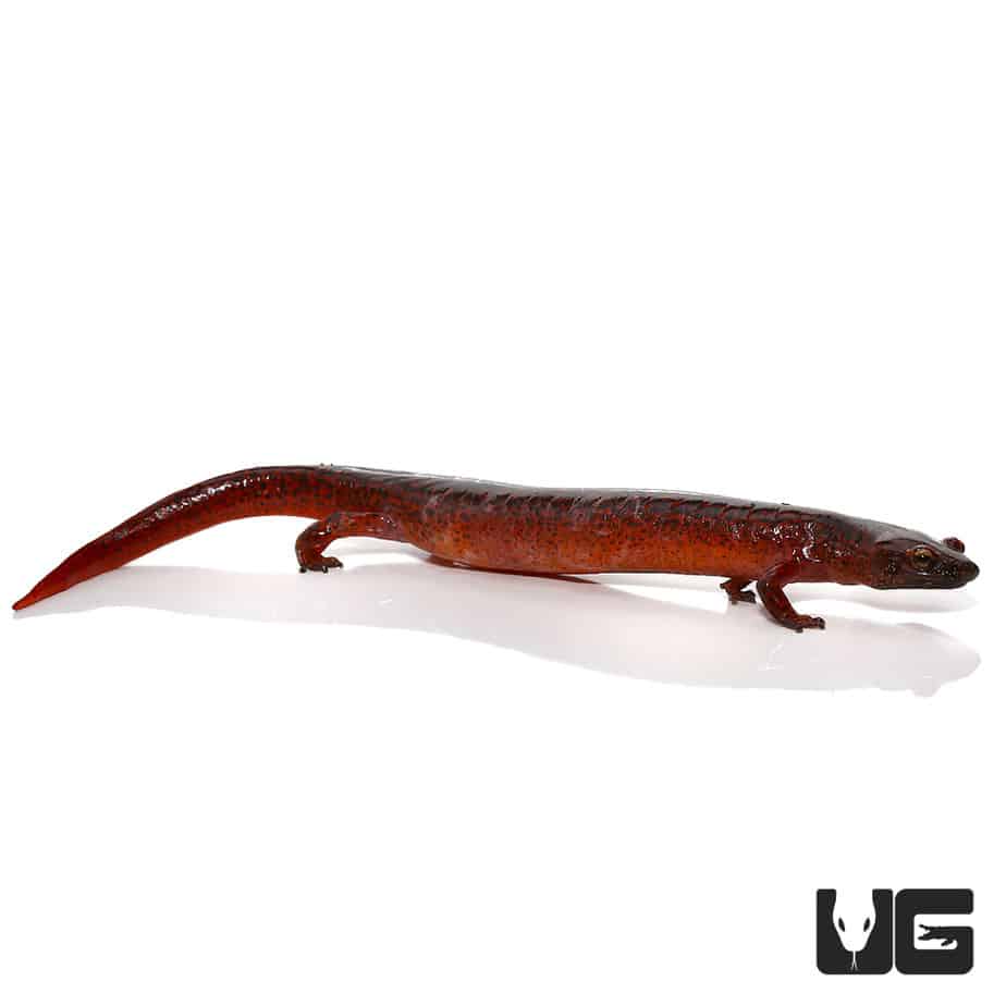 Red Ruber Salamanders (Pseudotriton ruber) For Sale Underground Reptiles