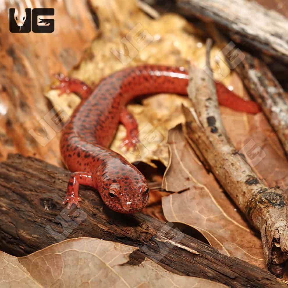 Red Ruber Salamanders For Sale Underground Reptiles