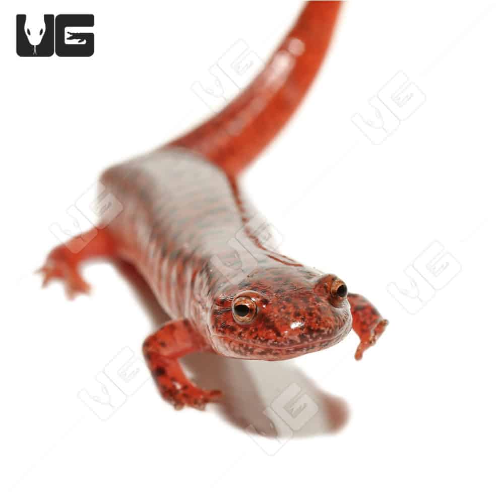 Red Ruber Salamanders For Sale Underground Reptiles