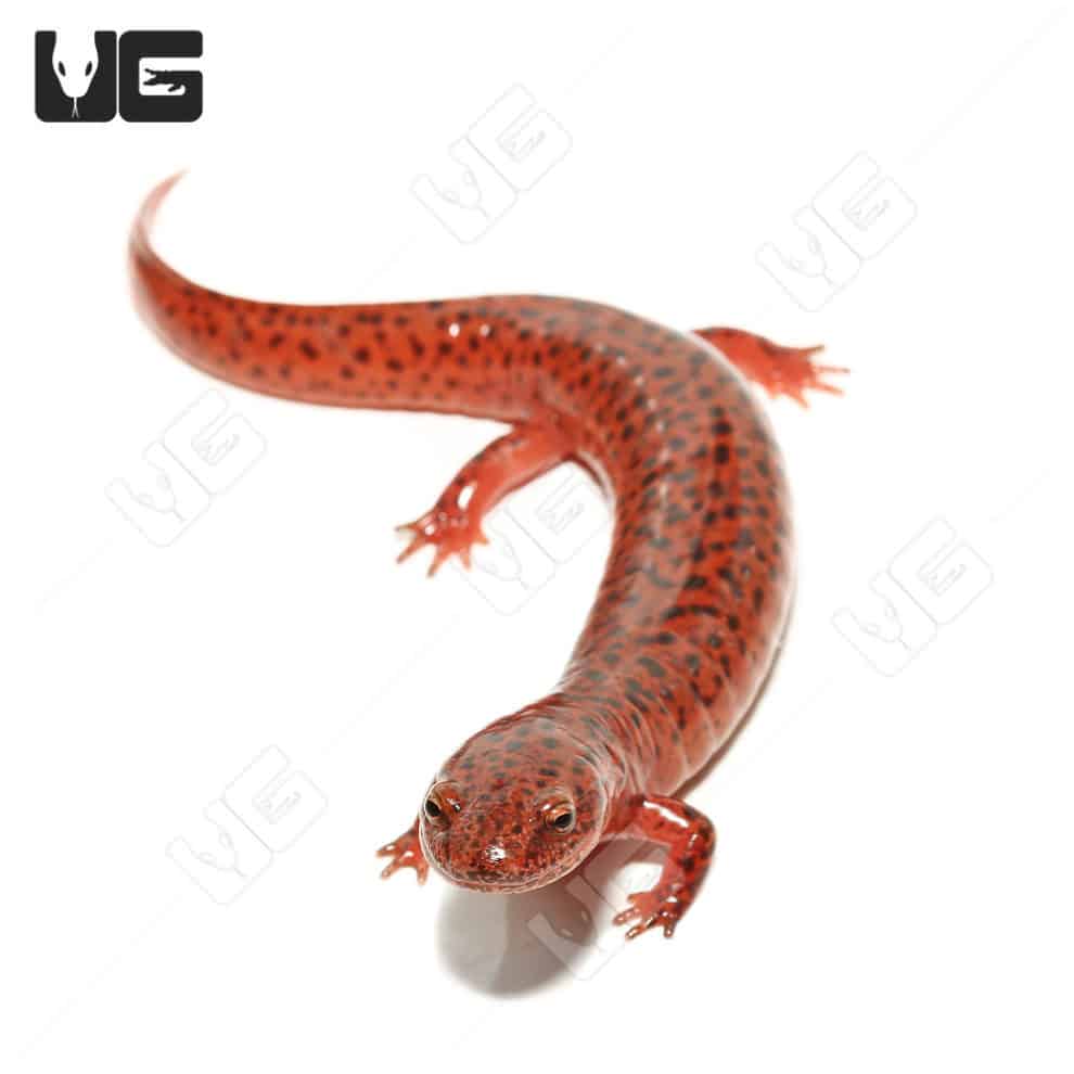 Red Ruber Salamanders For Sale Underground Reptiles