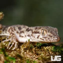 Rough Tailed Geckos (Cyrtopodion scabrum scaber) For Sale - Underground Reptiles