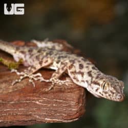 Rough Tailed Geckos (Cyrtopodion scabrum scaber) For Sale - Underground Reptiles
