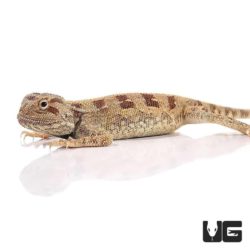 Savigny's Agama For Sale - Underground Reptiles