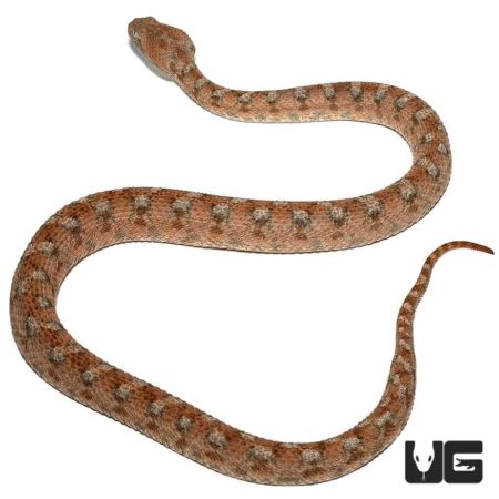 Palestine Saw Scale Viper, desert snake with distinctive scale pattern.