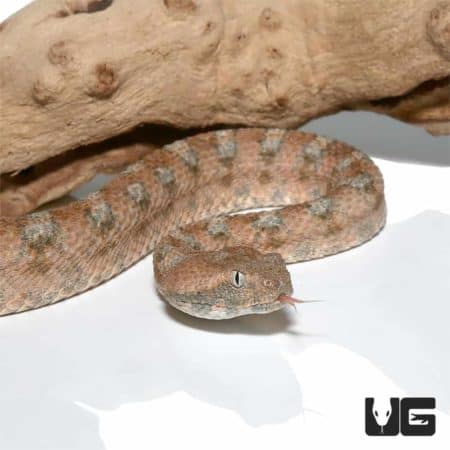 Palestine Saw Scale Viper, a venomous snake with distinctive saw-like scales.