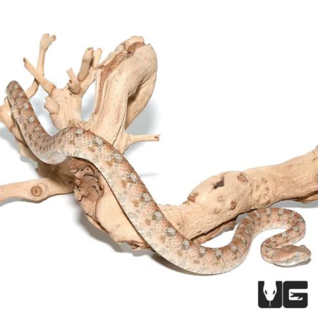 Palestine Saw Scale Viper on driftwood branch, showcasing its distinctive scales.