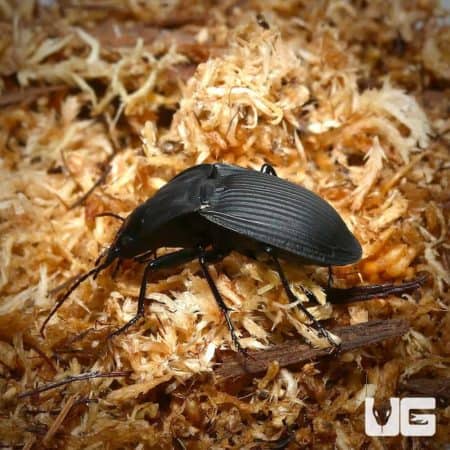 Shield Black Ground Beetle For Sale - Underground Reptiles