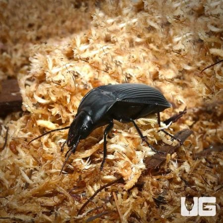 Close-up of a black ground beetle on wood shavings.