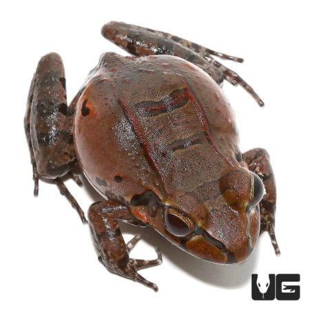 Smokey Jungle Frogs For Sale - Underground Reptiles