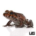 Smokey Jungle Frogs For Sale - Underground Reptiles