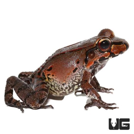 Brightly colored Smokey Jungle Frog with distinctive markings.