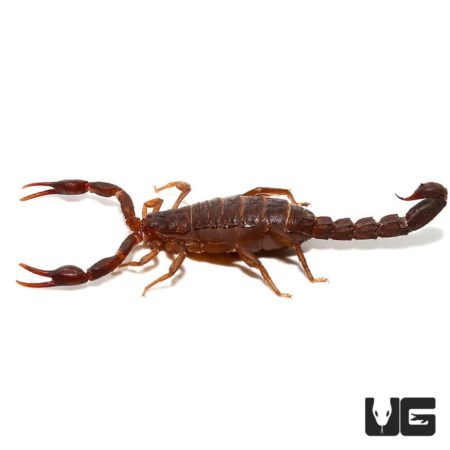 Southern Devil Scorpion (Vaejovis carolinianus) For Sale - Underground Reptiles