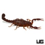 Southern Devil Scorpion (Vaejovis carolinianus) For Sale - Underground Reptiles