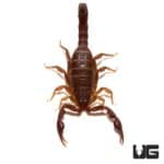 Southern Devil Scorpion (Vaejovis carolinianus) For Sale - Underground Reptiles
