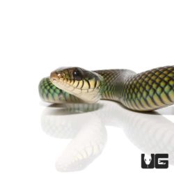 Speckled Racer For Sale - Underground Reptiles