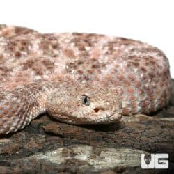 Adult Speckled Rattlesnake (Crotalus mitchellii) For Sale - Underground Reptiles