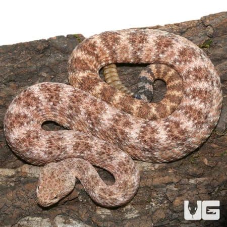 Adult Speckled Rattlesnake (Crotalus mitchellii) For Sale - Underground Reptiles