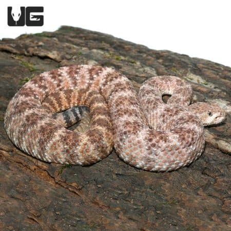 Speckled Rattlesnake on tree bark, showcasing its distinctive pattern.