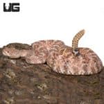 Adult Speckled Rattlesnake (Crotalus mitchellii) For Sale - Underground Reptiles