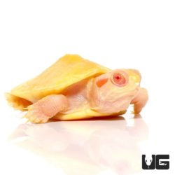 Split Scute Baby Albino Red Ear Slider Turtles For Sale - Underground Reptiles