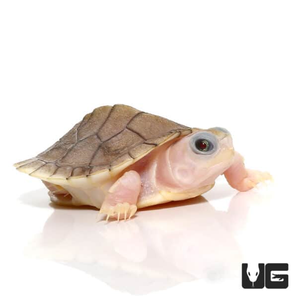 Baby Caramel Pink Red Ear Slider Turtle for Sale - Underground Reptiles