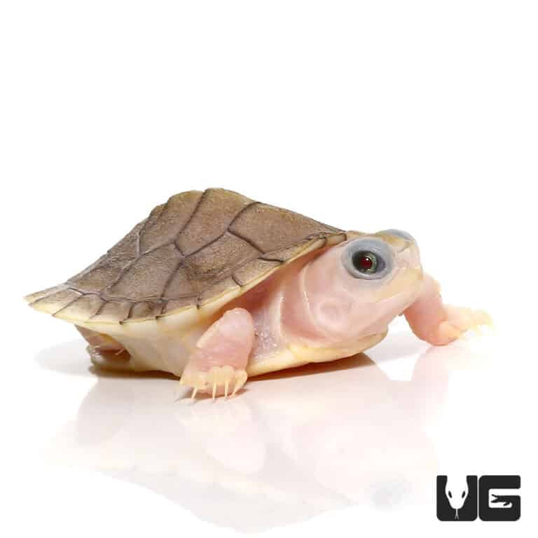 Turtles For Sale - Underground Reptiles