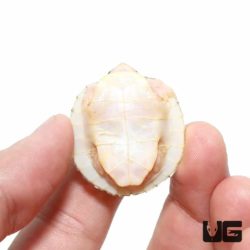 Split Scute Baby Caramel Pink Red Ear Slider Turtle for Sale - Underground Reptiles