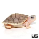 Split Scute Baby Caramel Pink Red Ear Slider Turtle for Sale - Underground Reptiles