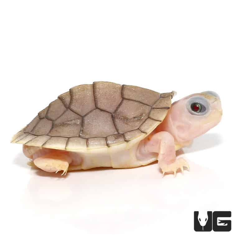 Baby Caramel Pink Red Ear Slider Turtle for Sale - Underground Reptiles