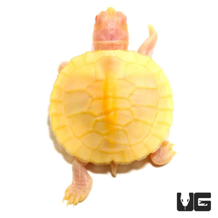 Turtles For Sale - Underground Reptiles