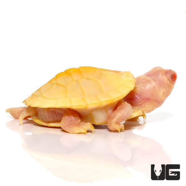 Split Scute Baby Snow Red Ear Slider Turtles (Trachemys scripta elegans ...