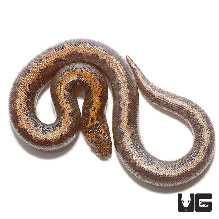 Striped Kenyan Sand Boas For Sale - Underground Reptiles