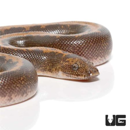 Striped Kenyan Sand Boas For Sale - Underground Reptiles