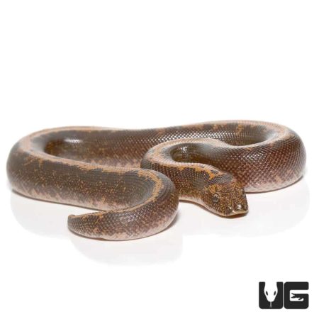 Striped Kenyan Sand Boas For Sale - Underground Reptiles
