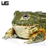 Subadult Giant Pixie Frog (Pyxicephalus adspersus) For Sale - Underground Reptiles