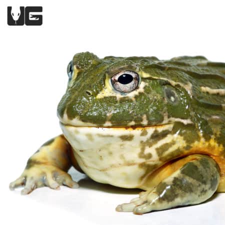 Subadult Giant Pixie Frog (Pyxicephalus adspersus) For Sale - Underground Reptiles