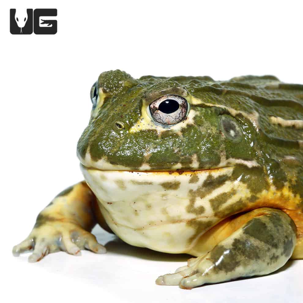 Giant Pixie Frogs For Sale - Underground Reptiles