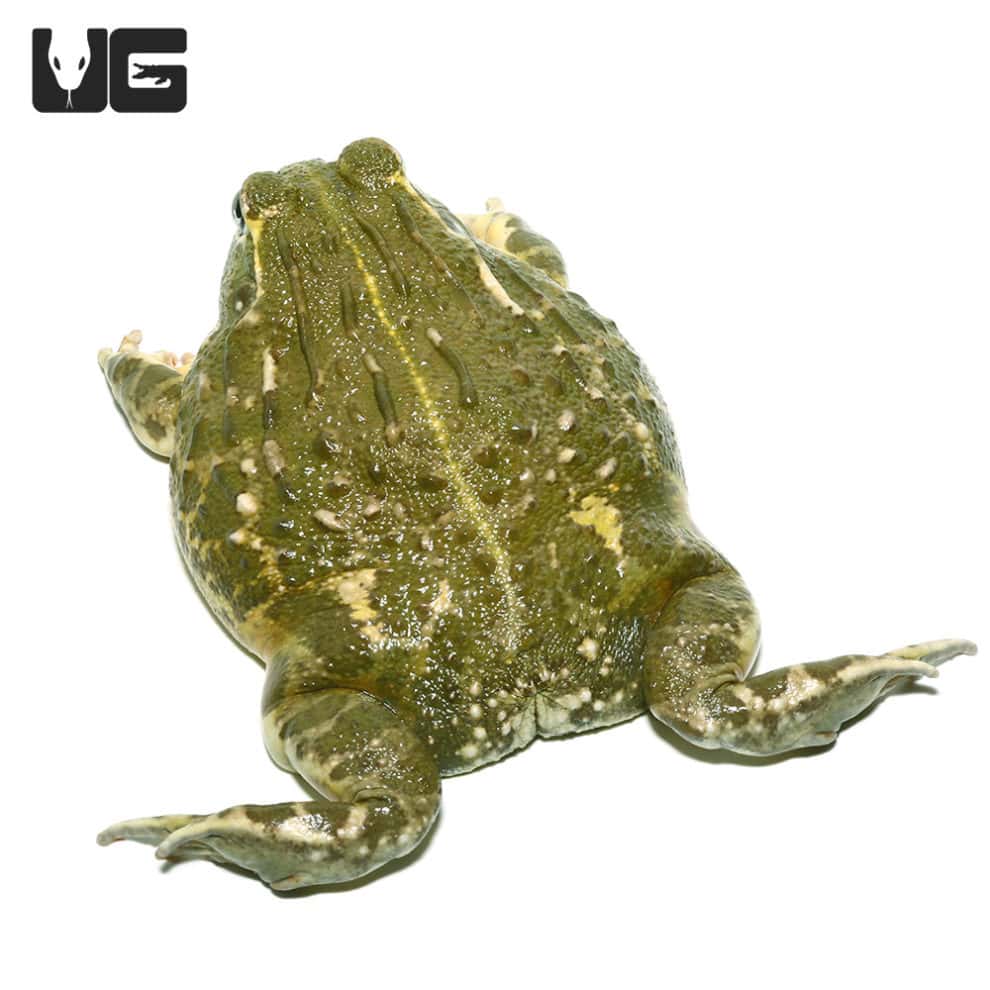 Giant Pixie Frogs For Sale Underground Reptiles