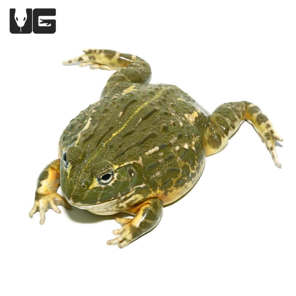 Giant Pixie Frogs For Sale - Underground Reptiles