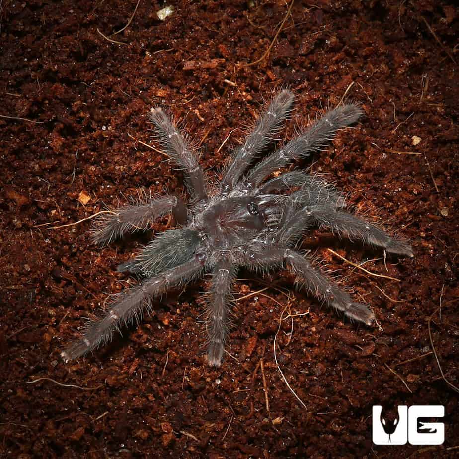 Sulawesi Black Earth Tiger Tarantula (.25 .75'') Underground Reptiles