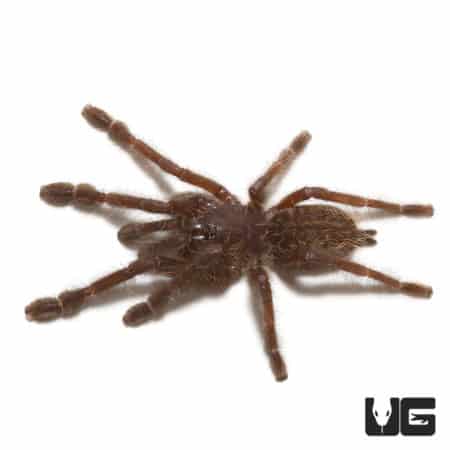 Sumatran Earth Tiger Tarantula (Chilobrachys sp) For Sale - Underground Reptiles