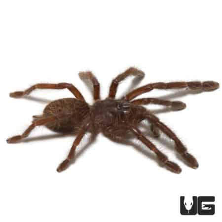 Sumatran Earth Tiger Tarantula (Chilobrachys sp) For Sale - Underground Reptiles
