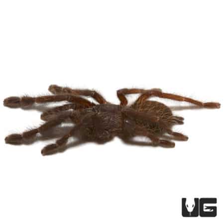 Sumatran Earth Tiger Tarantula (Chilobrachys sp) For Sale - Underground Reptiles