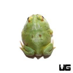 Super Matcha Pacman Frogs for sale - Underground Reptiles