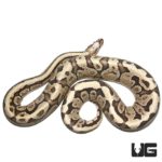Super Vanilla Ball Python For Sale - Underground Reptiles