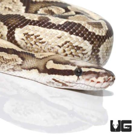 Super Vanilla Ball Python For Sale - Underground Reptiles