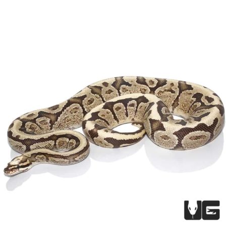 Super Vanilla Ball Python For Sale - Underground Reptiles